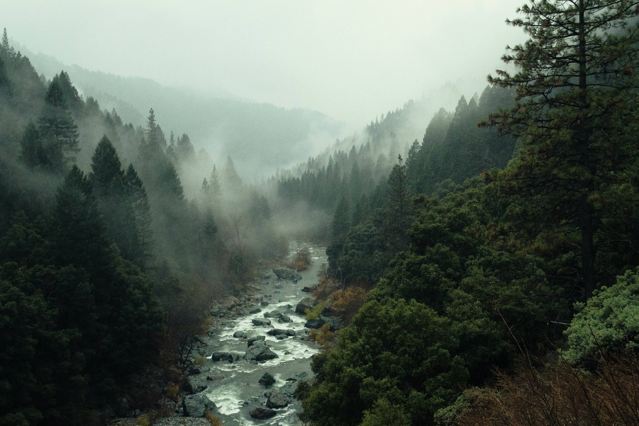 Mist over a river through a pine forest