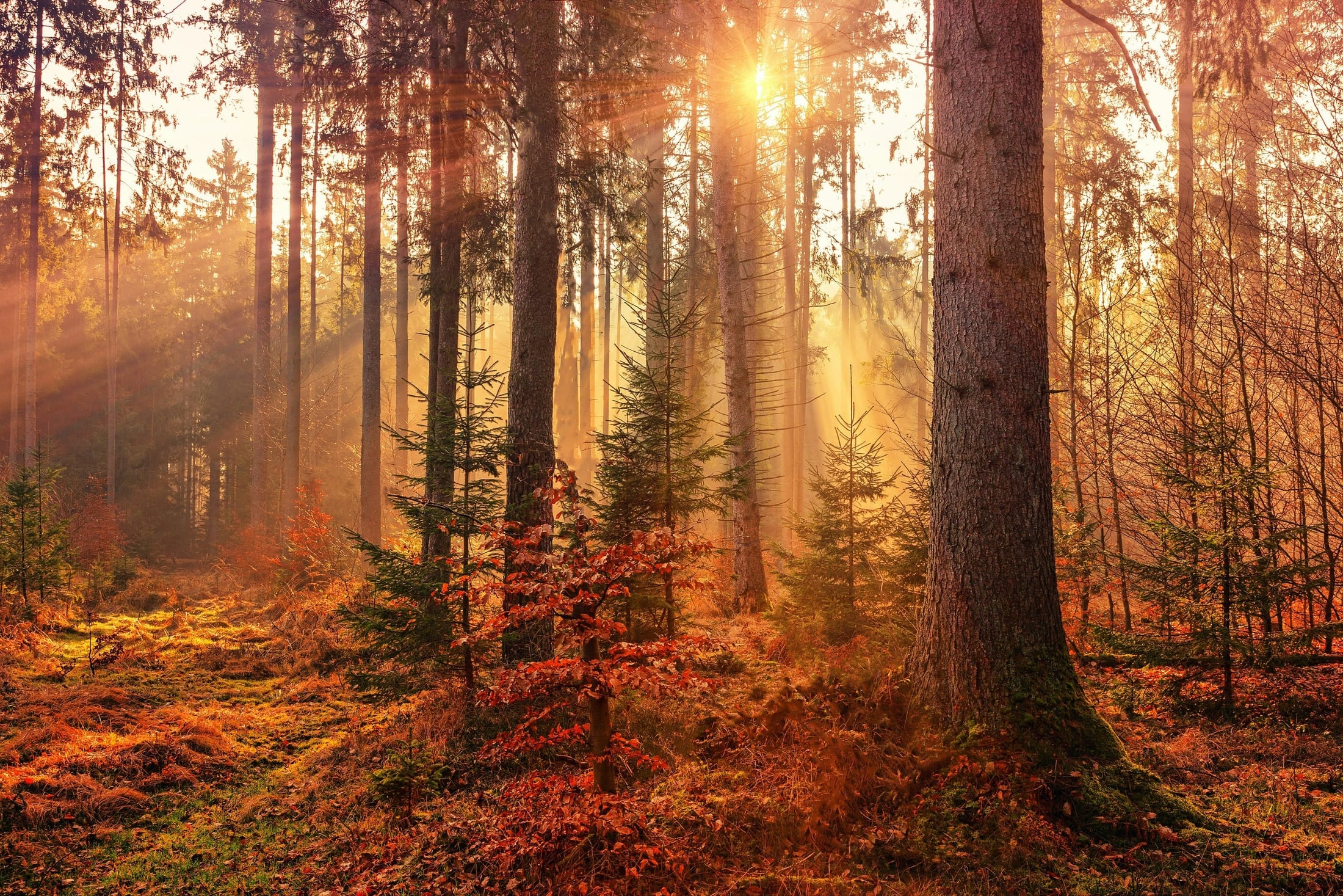 Sunlight through an autumn forest