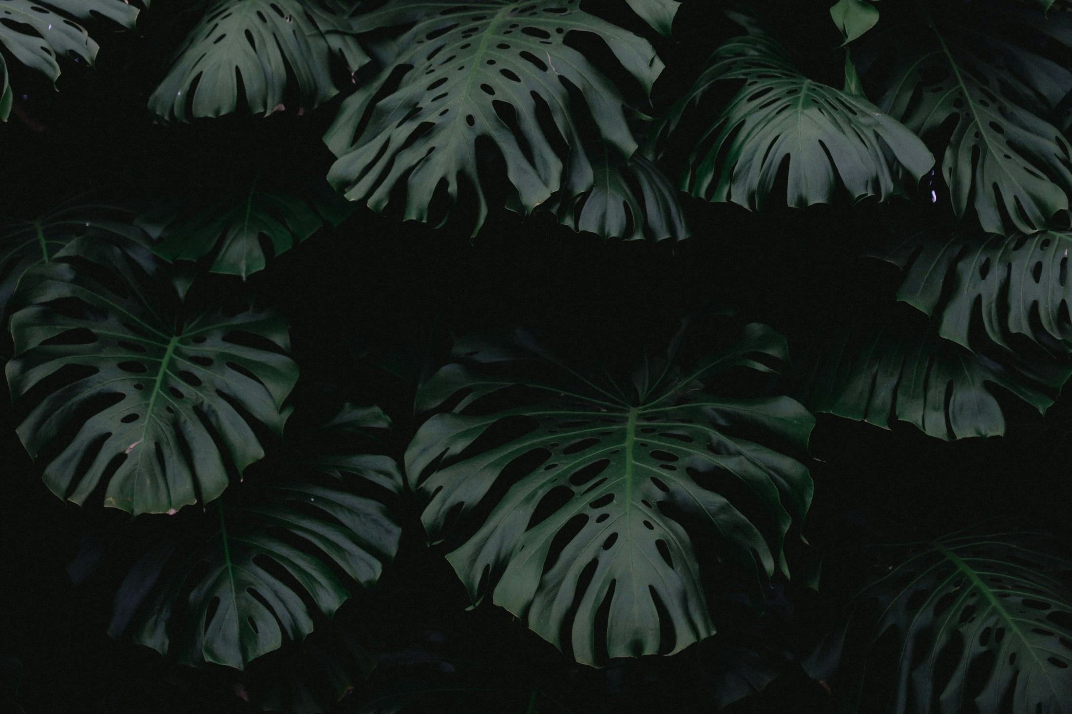 Monstera leaves in low light