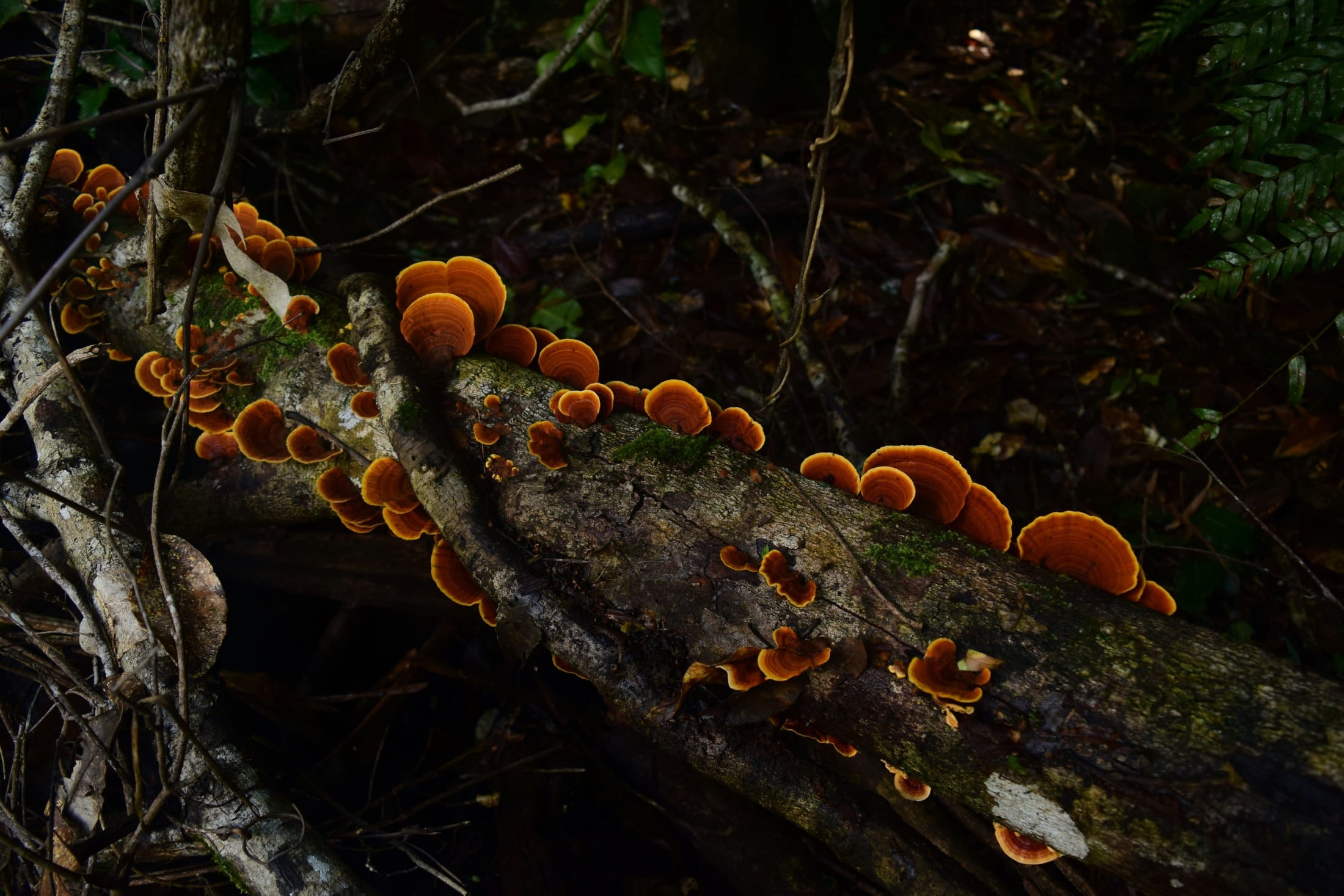 Orange mushrooms on a fallen log