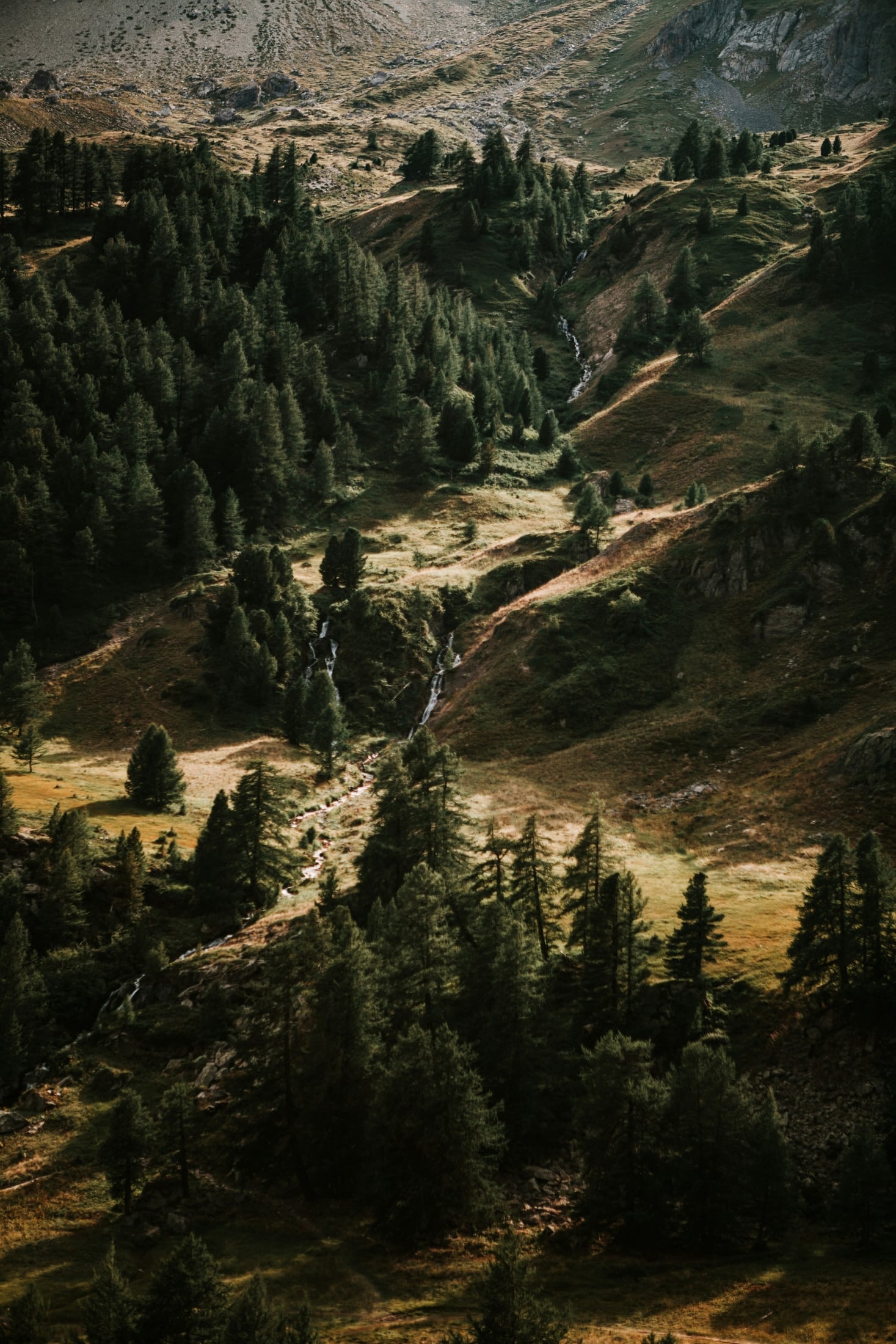 Alpine valley with pines and a winding trail
