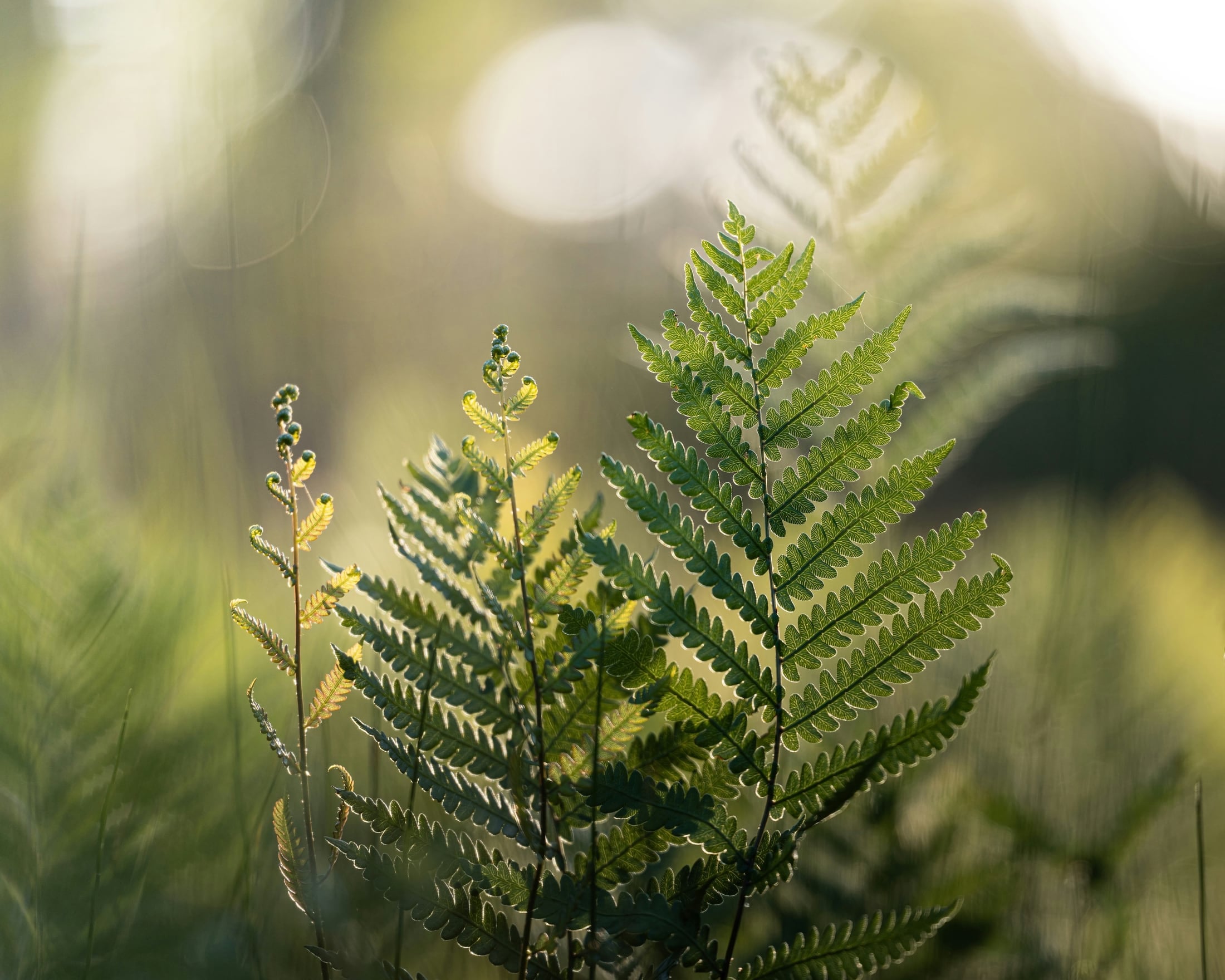 Fern fronds in soft light