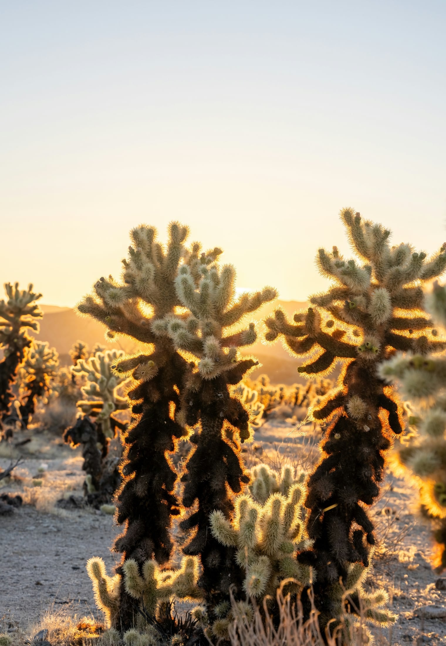 Cholla cactus backlit at sunset