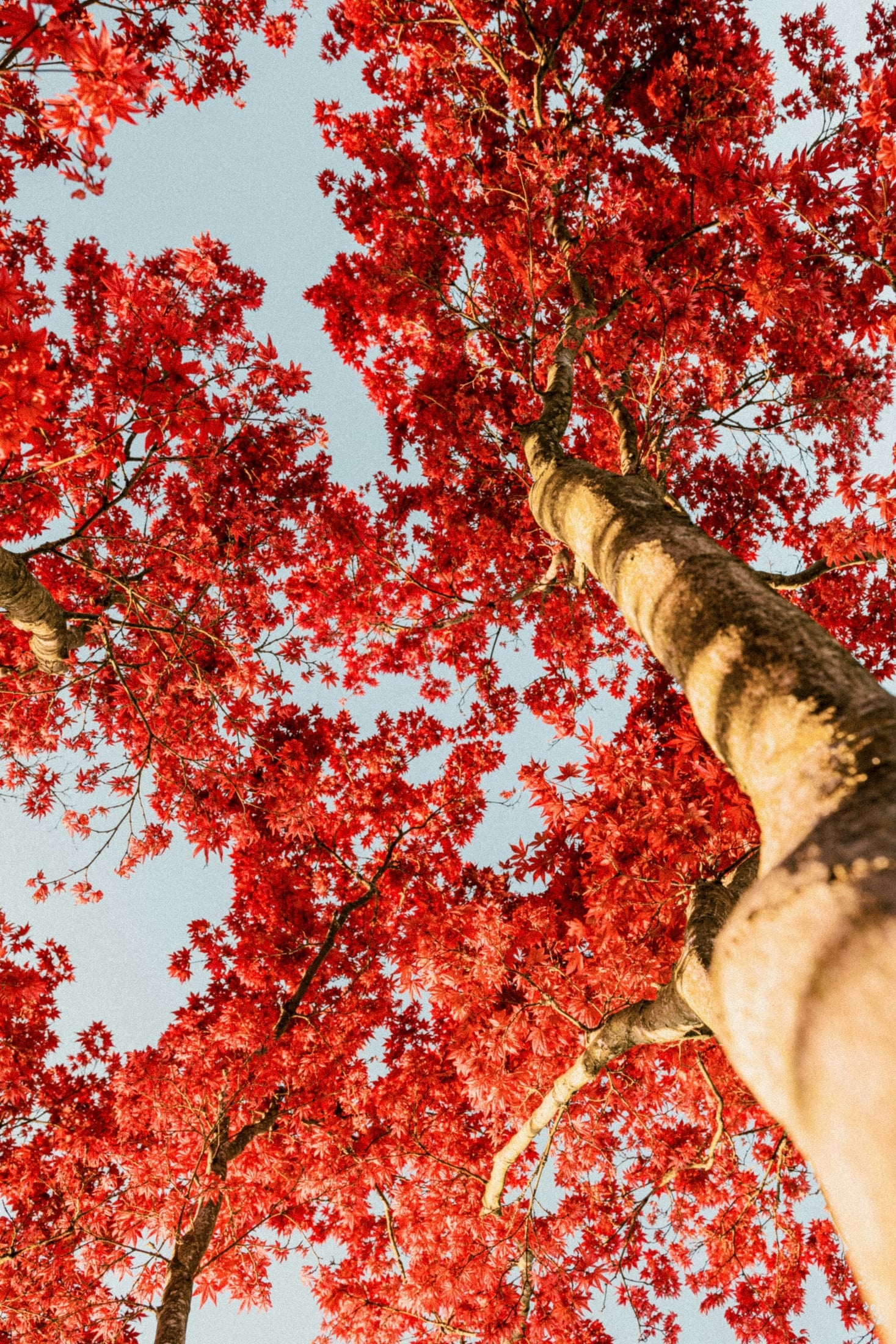 Red maple leaves seen from below
